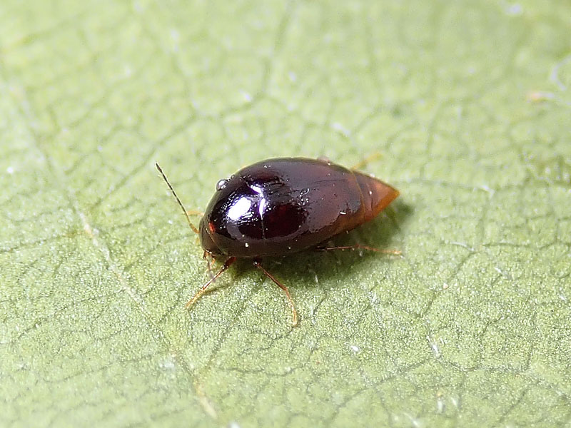 Scaphidiidae?? S, Scaphisoma o Caryoscapha sp.